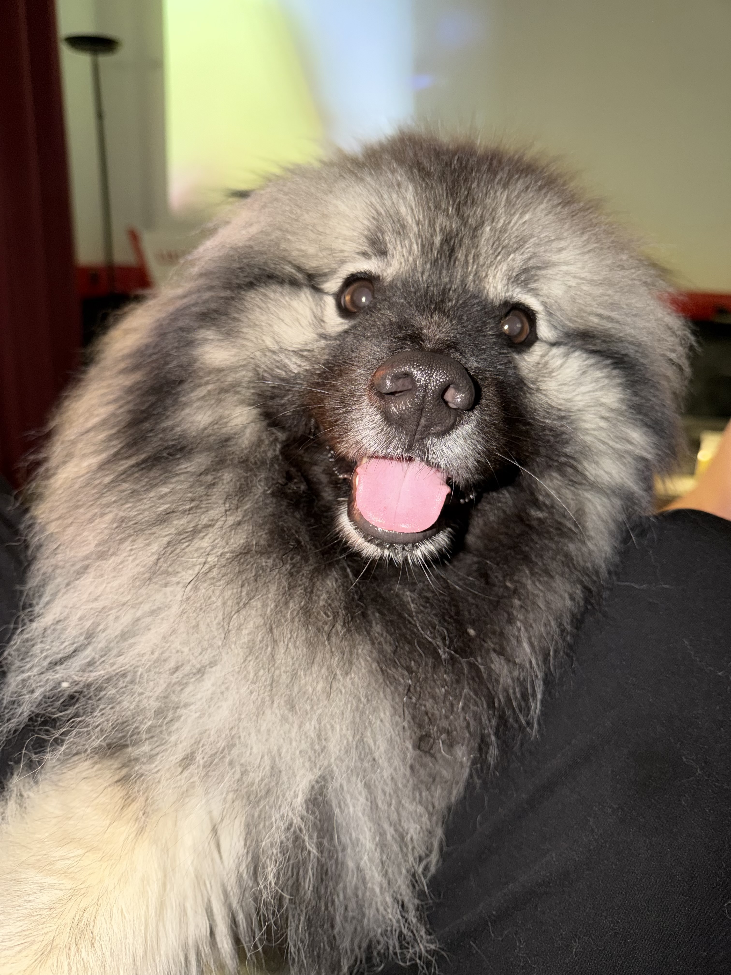 Unka, la mascotte de Ma Vision Web